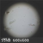 Residue Particles 100X (600 x 600).jpg - 55kB