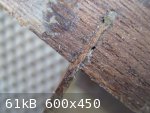 4c guitar neck joint (600 x 450).jpg - 61kB