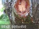 White Pine Resin (600 x 450).jpg - 88kB