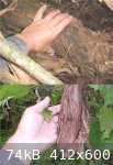 Vine comp (552 x 804) (412 x 600).jpg - 74kB
