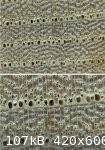 Elm Cell Structure comp (496 x 708) (420 x 600).jpg - 107kB