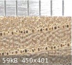 Elm Cell Size (600 x 535) (450 x 401).jpg - 59kB