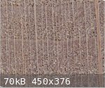 Beech rote (600 x 502) (450 x 376).jpg - 70kB