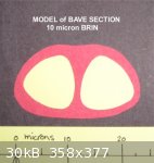 Model Bave (716 x 754) (358 x 377).jpg - 30kB