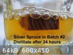 Silver Spruce in Batch #2 (600 x 450).jpg - 64kB