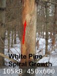 Pine Spiral (450 x 600).jpg - 105kB